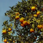 Barone-GR-Macri-Agriturismo-gli-agrumi