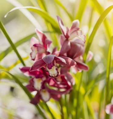 colpo-di-messa-fuoco-selettiva-di-fiori-rosa-brillante-con-foglie-verdi colpo-di-messa-fuoco-selettiva-di-fiori-rosa-brillante-con-foglie-verdi